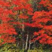 Picture of Red Maple