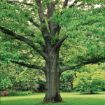 Picture of Northern Red Oak