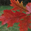 Picture of Northern Red Oak