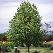 Picture of Tuliptree