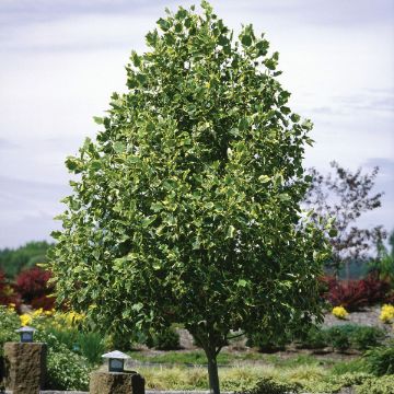 Buy Trees Online – Shop the Arbor Day Tree Nursery