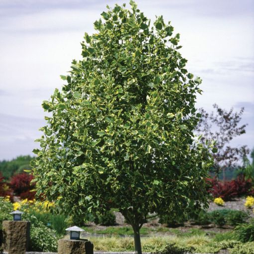 Picture of Tuliptree