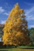 Picture of Tuliptree