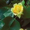 Picture of Tuliptree