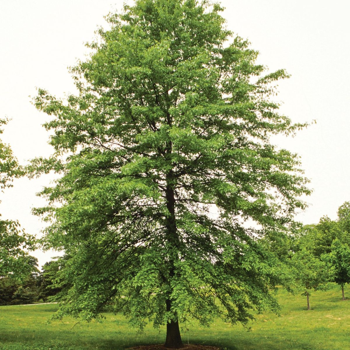 Quercus Palustris Size Quercus Palustris Size
