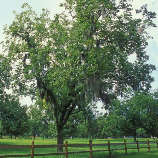 Pecan