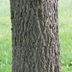 Picture of Black Walnut