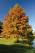 Picture of Baldcypress