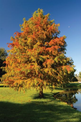Baldcypress