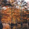 Picture of Baldcypress