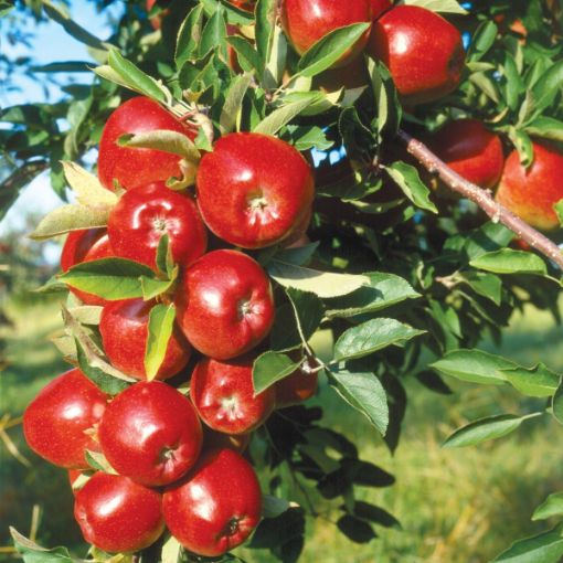 Picture of Red Delicious Apple