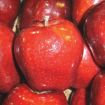 Picture of Red Delicious Apple