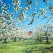 Picture of Red Delicious Apple