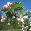 Picture of Red Delicious Apple