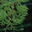 Picture of American Arborvitae