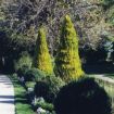 Picture of American Arborvitae