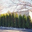 Picture of American Arborvitae