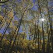 Picture of Quaking Aspen