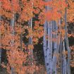 Picture of Quaking Aspen