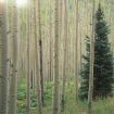 Picture of Quaking Aspen