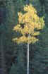 Picture of Quaking Aspen