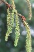 Picture of Quaking Aspen