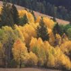 Picture of Quaking Aspen