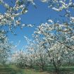 Picture of Bing Cherry