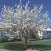 Picture of Bing Cherry