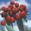 Picture of Bing Cherry