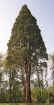 Picture of Giant Sequoia