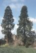 Picture of Giant Sequoia