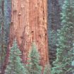 Picture of Giant Sequoia