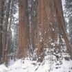 Picture of Giant Sequoia