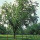Picture of Pecan Seedlings