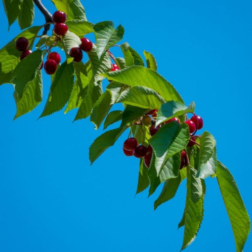 Black Tartarian Cherry