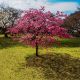 Picture of Cherokee Chief Dogwood  - Potted 5 Gallon