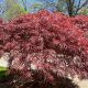 Picture of Tamukeyama Japanese Maple
