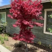 Picture of Twombly's Red Sentinel Japanese Maple