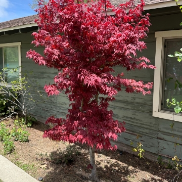 Buy Flowering Trees Online - Shop the Arbor Day Tree Nursery - Arbor ...