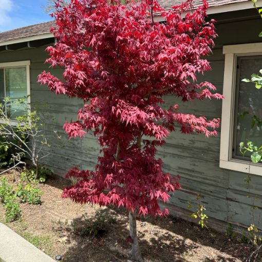 Picture of Twombly's Red Sentinel Japanese Maple