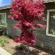 Picture of Twombly's Red Sentinel Japanese Maple