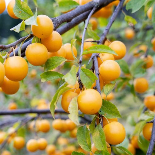 Picture of Byron Gold Plum