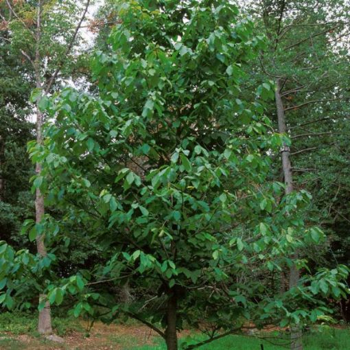 Picture of Pawpaw Seedlings