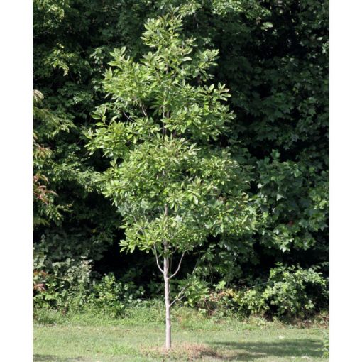 Picture of Moonglow Magnolia