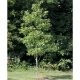 Picture of Moonglow Magnolia