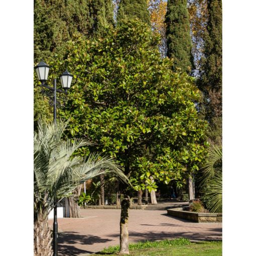 Picture of Green Shadow Magnolia