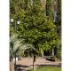 Picture of Green Shadow Magnolia