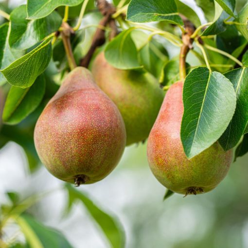 Picture of Moonglow Pear