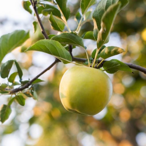 Picture of Mutsu Apple